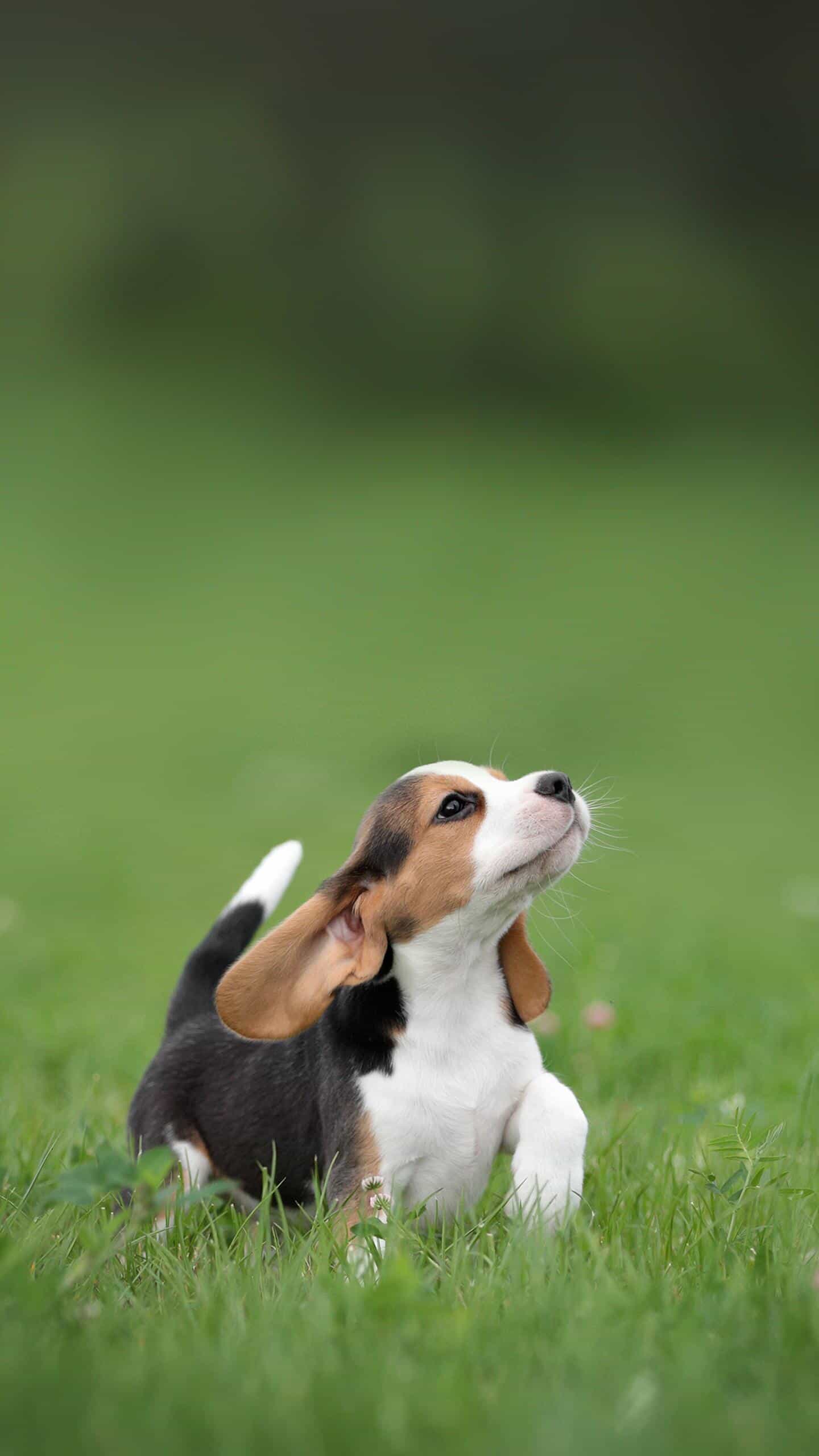 比格犬壁纸图片