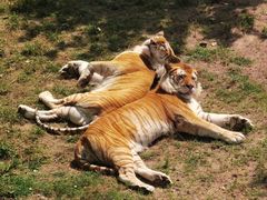 -西霞口神雕山野生动物世界