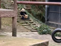 -中国大熊猫保护研究中心雅安碧峰峡基地