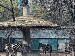 -北京动物园