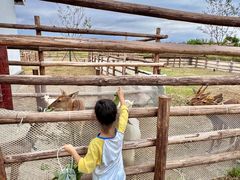 -杭州湾海上花田景区