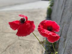 -菊园百果园