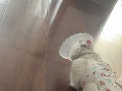 -宠爱国际动物医院· 猫科· 外科·中兽医(长白店)