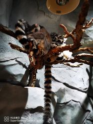 -Zoolung Zoolung动物主题公园(海信广场店)