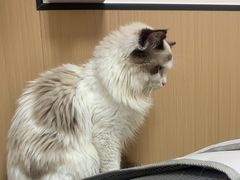 -瑞派康怡24h宠物医院·犬猫医疗中心·微创绝育(瑞景分院)