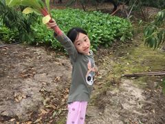 -南汇老顾农家乐采摘大团水蜜桃采摘店