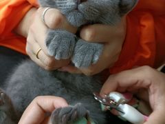 -lincat·猫舍(广州店)