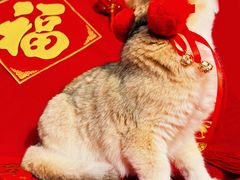 -萌小它宠物健康管理中心(怡海家园店)