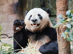 -成都大熊猫繁育研究基地