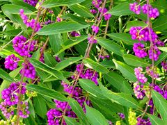 -国家植物园南园