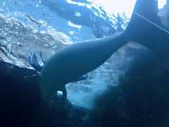 -悉尼海洋生物水族馆