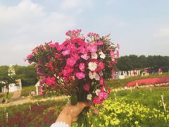-松山湖梦幻百花洲