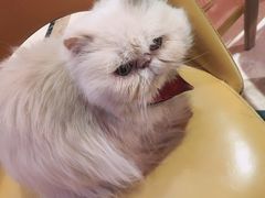 -猫色咖啡·猫咖