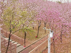 -广东花都湖国家湿地公园