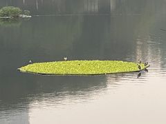 -重庆彩云湖湿地公园