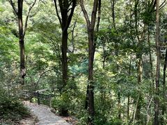 -衢州大荫山丛林飞越探险乐园