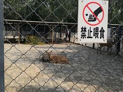 -长白岛森林公园