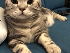 -猫小院猫主题餐厅(三里屯店)