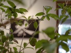 -成川茶店·潮汕工夫浓茶(万象店)