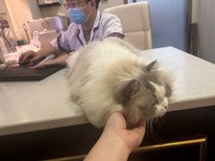 -宠爱国际维尼动物医院·疑难骨科·神经外科·肿瘤科(丰潭路店)