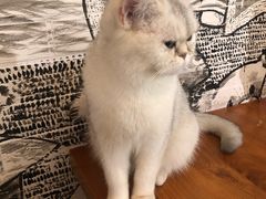 -猫小院猫主题餐厅(三里屯店)