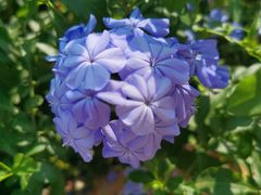 -西双版纳傣族园