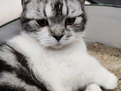 -藏猫猫咖啡主题馆(中央大道店)