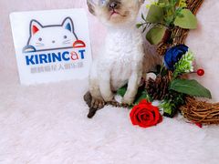 -十年猫舍·猫咪专门店(普陀店)