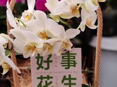 -金陵花卉交易市场