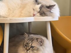 -有喵·猫咖·狗咖·30几只猫10只小狗(岗厦店)