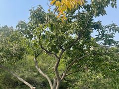 -蟠龙山长城景区