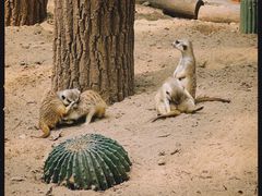 -北京野生动物园