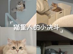 -Bastet sally猫舍购宠(静安店)