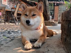 -柴犬高等学院·狗咖·柴犬售卖·宠物训练