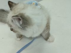 -汪喵宠物医院·骨科心脏影像·犬猫急重症ICU诊疗中心(成华分院)