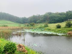 -大塘金香草谷