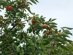 -望湖烤鱼