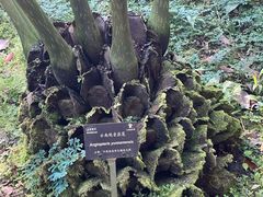-深圳仙湖植物园