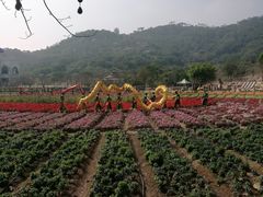 -丹樱生态园