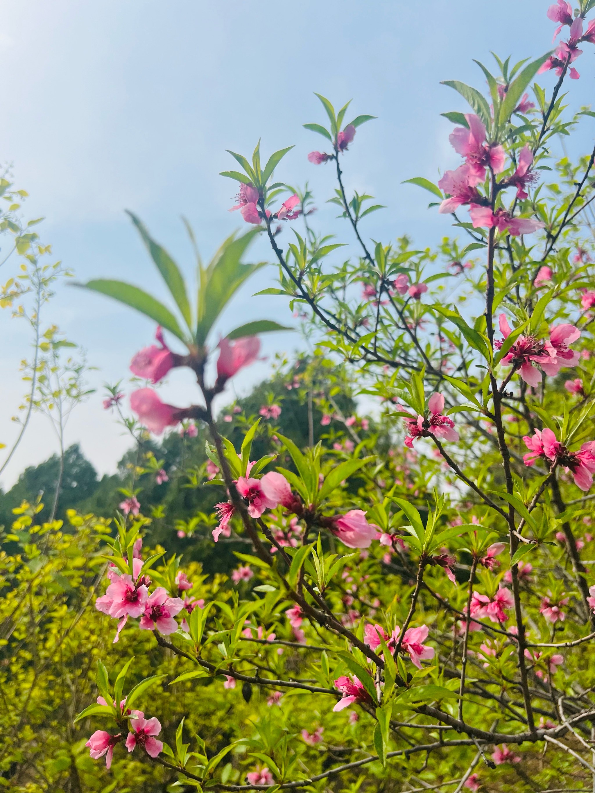 高清壁纸春天生机勃勃图片