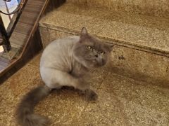 -more than meow吴止猫主题餐厅(承德 中船汇店)