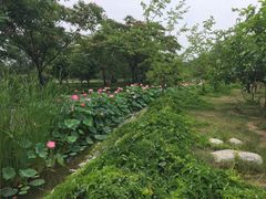 -御林古桑园