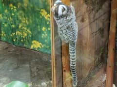 -上海大自然野生昆虫馆(东方明珠·爬宠昆虫探索中心)