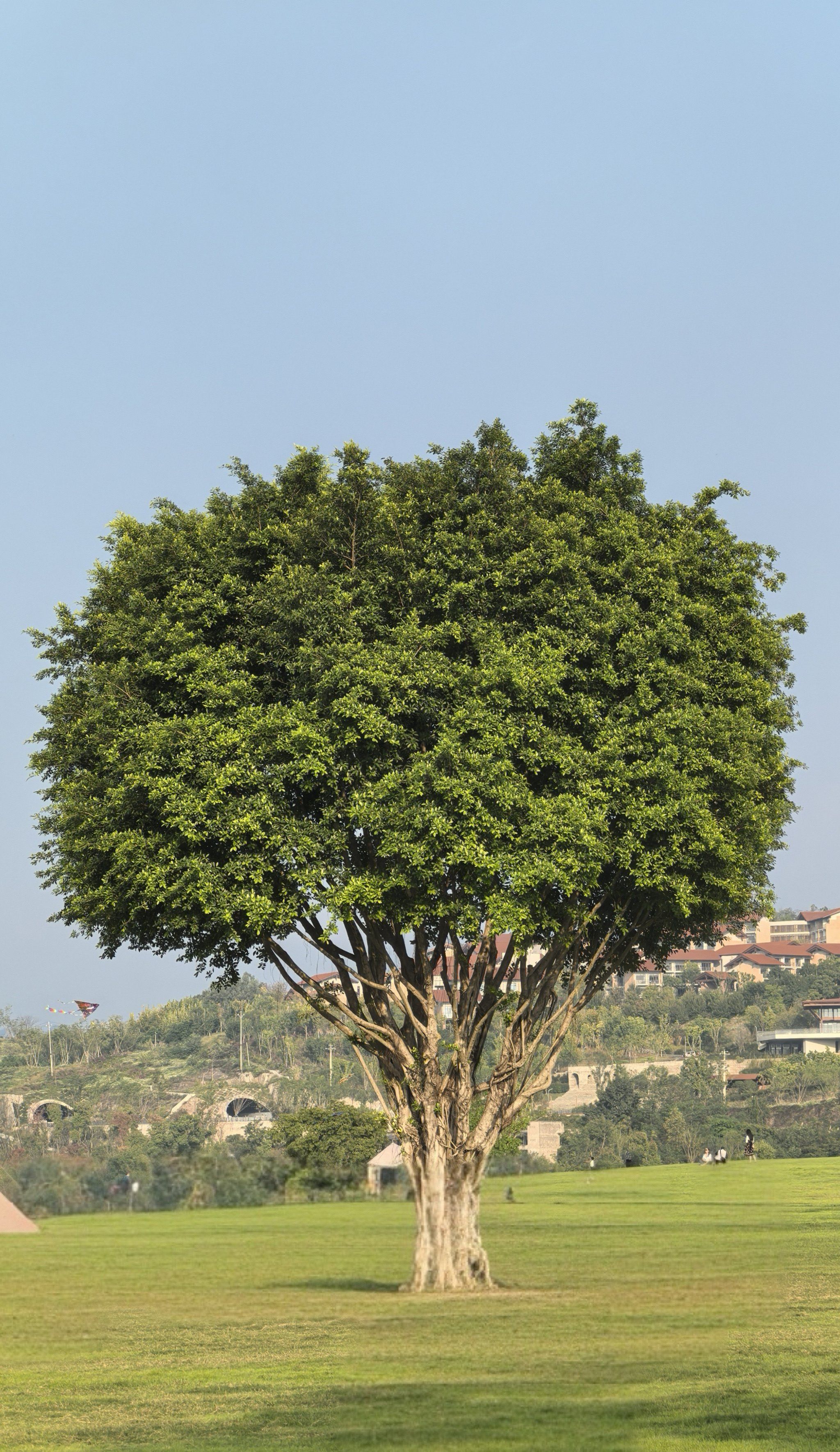 秋日暖阳下的广阳岛,东岛头孤独的"一棵树"