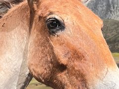 -四川大学博物馆