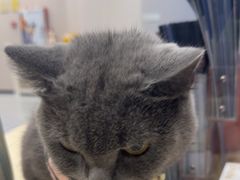 -瑞鹏宠物医院·骨科·猫科·内科(第一中心)