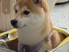 -暖阳宠物医院·犬猫康复中心·骨科