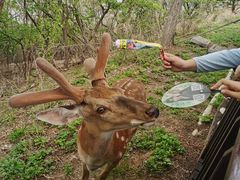 -大连森林动物园