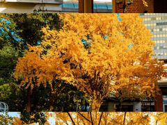 -上海瑞金洲际酒店