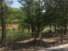 -同里国家湿地公园